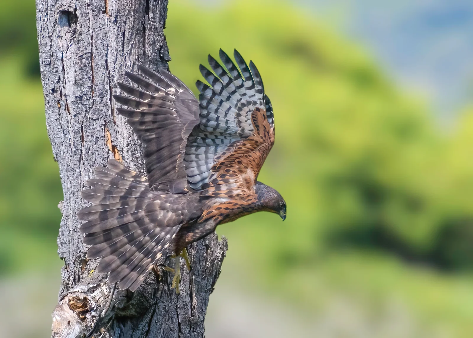 Black Sparrowhawk at Monaghan Farm