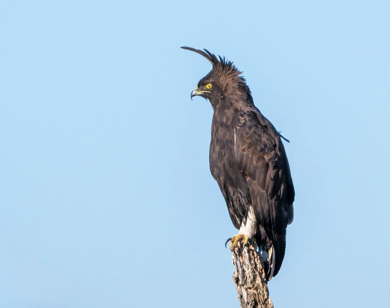 Long-crested Eagle at Monaghan Farm