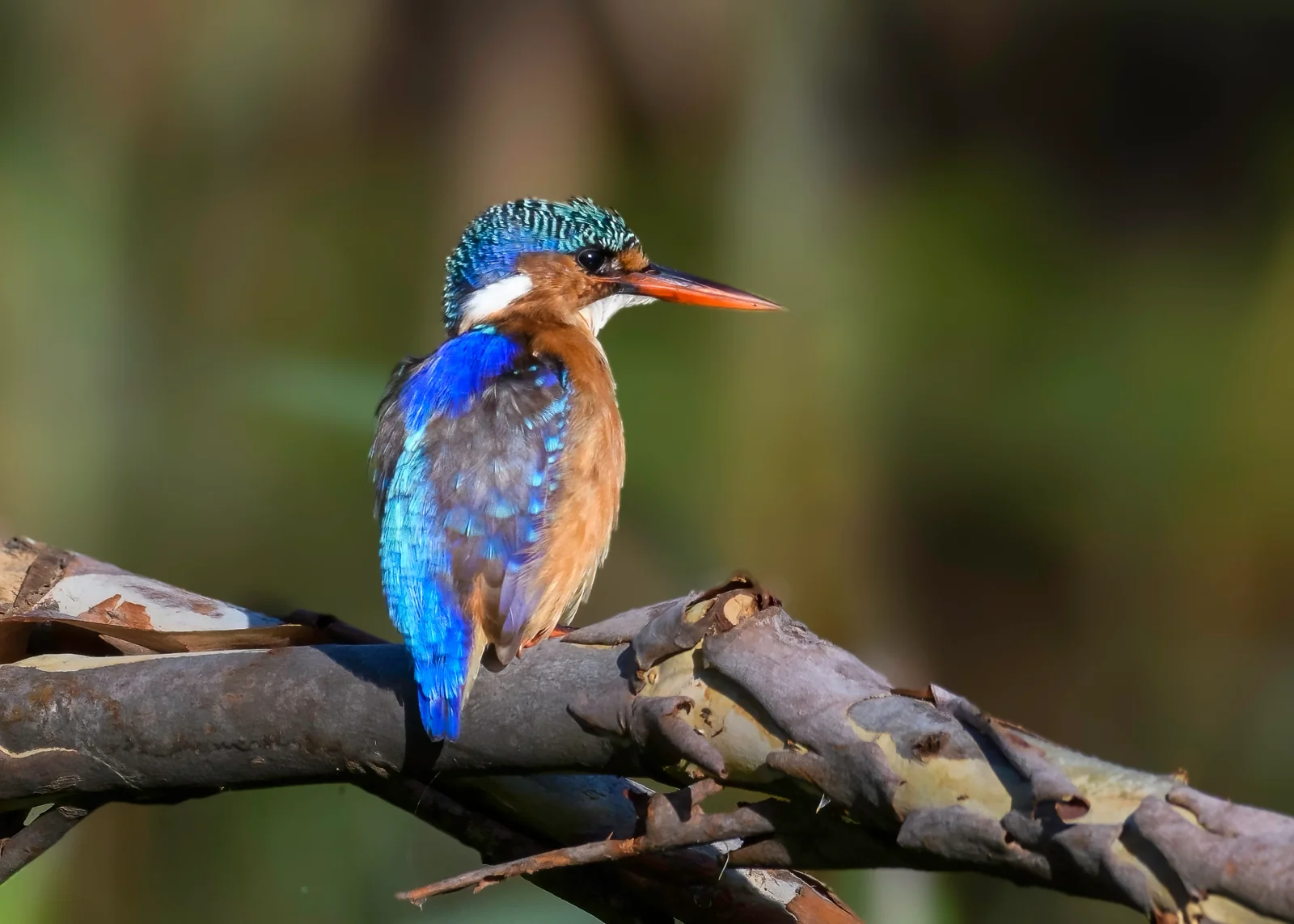 Malachite Kingfisher at Monaghan Farm