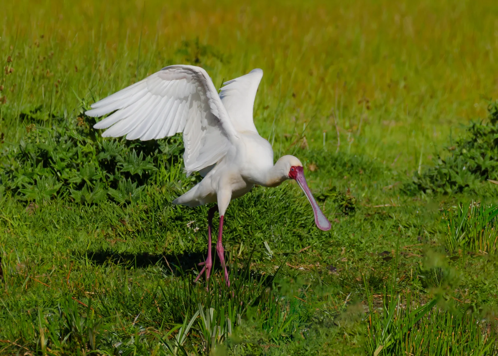 Spoonbill at Monaghan Farm